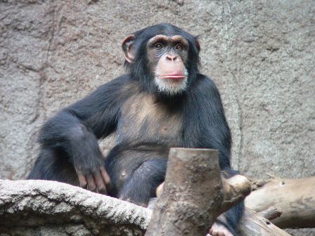 Chimpanzee in the Leipzig Zoo